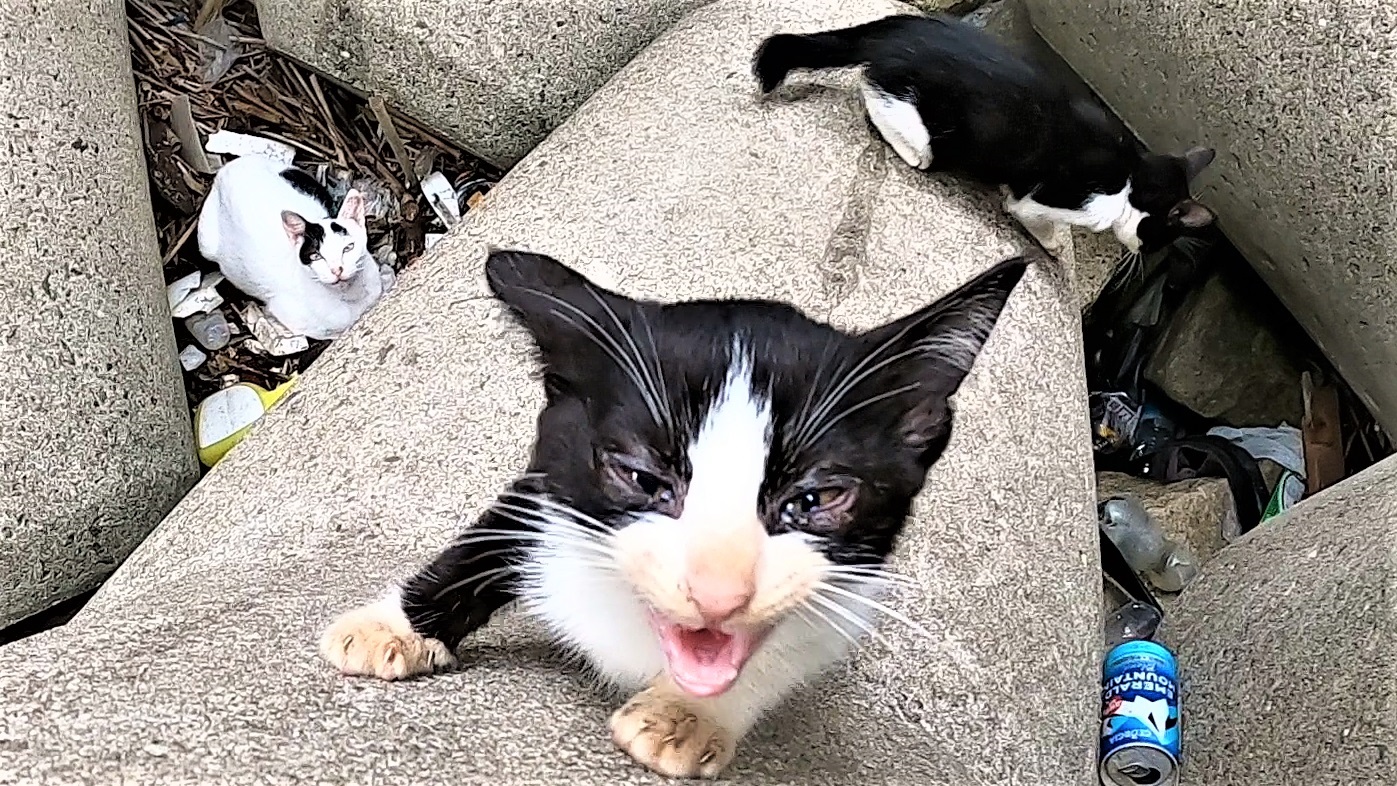 Cameraman猫たかd Realstraycat Twitter
