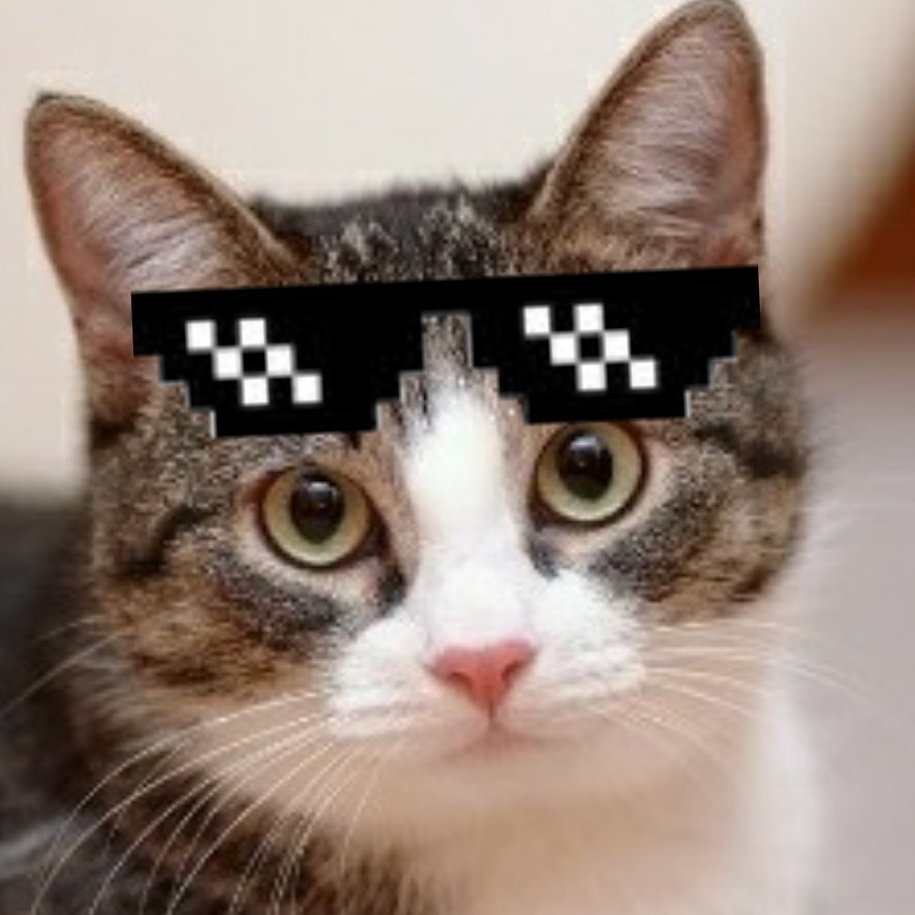 猫好き(飼っては無いけど)