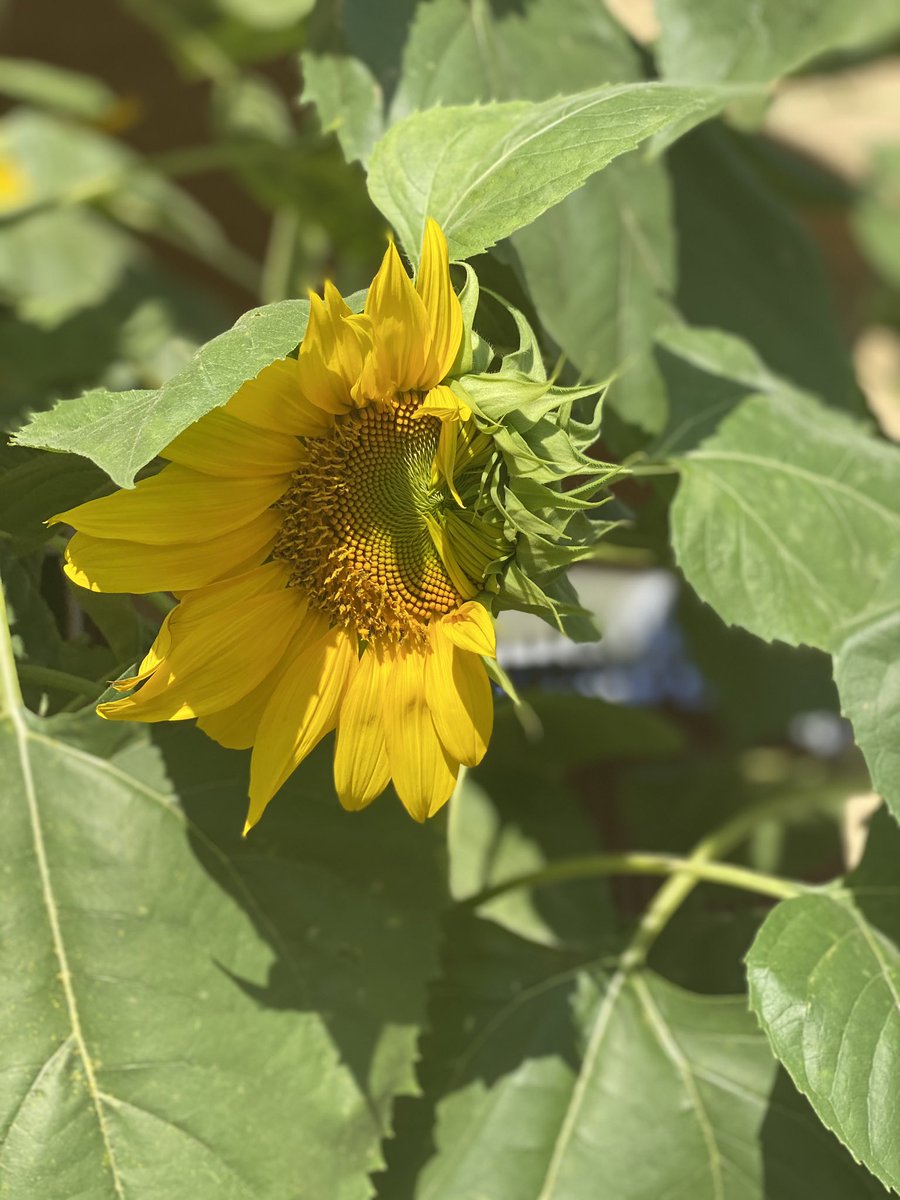 acc92's tweet image. 4 passions 4 tags 4 pics 
1. Deep conversations 
2. Naturopathic medicine/ natural healing
3. Being of service + cooking for people 
4. Sharing love and laughs 
@gmoneymc @ashley96nicole @_oliviakent @amadarisss