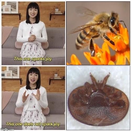 knowyourbees's tweet image. Remember to check your colonies for mites! Even if you performed management for Varroa previously, mite levels tend to spike in the fall!

Via @beeinformedinfo