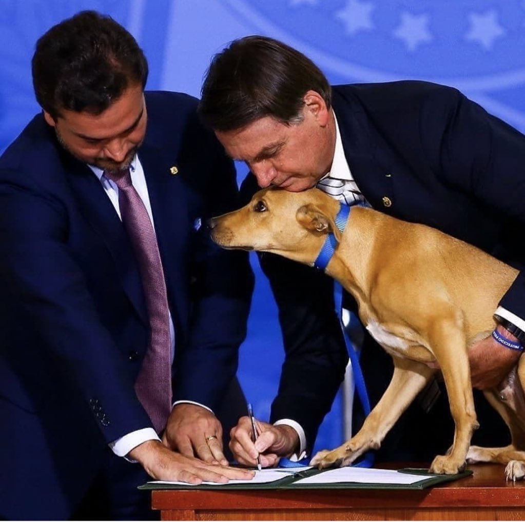 MASCOTASDECALLE's tweet image. @jairbolsonaro Presidente de Brasil promulgó una ley contra el maltrato animal 💕 Que gran gesto en un mundo donde muchos animalitos sufren en silencio. Esto es un gran ejemplo, todos los que llegan a grandes masas deberían difundir mensajes de amor y respeto. #NoAlMaltratoAnimal