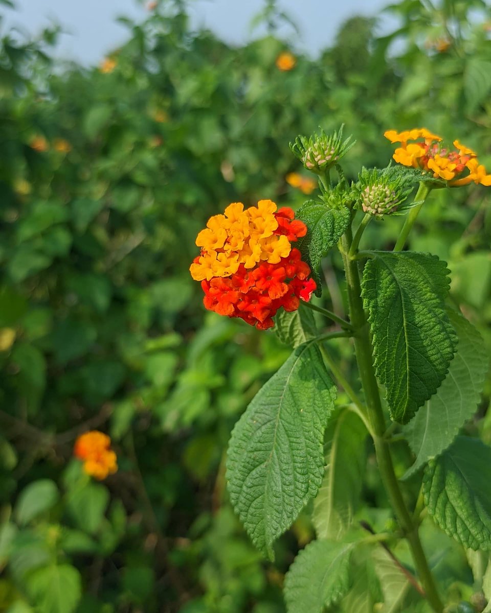 IN_OWN_STYLE's tweet photo. West Indian Lantana_ colourfull 😀
#Flowers #photograghy #photosinownstyle #macro #colorful #flowerphotography #nature #NaturePhotography #greenworld #greenery #lantana https://t.co/L2Ms7GPajK