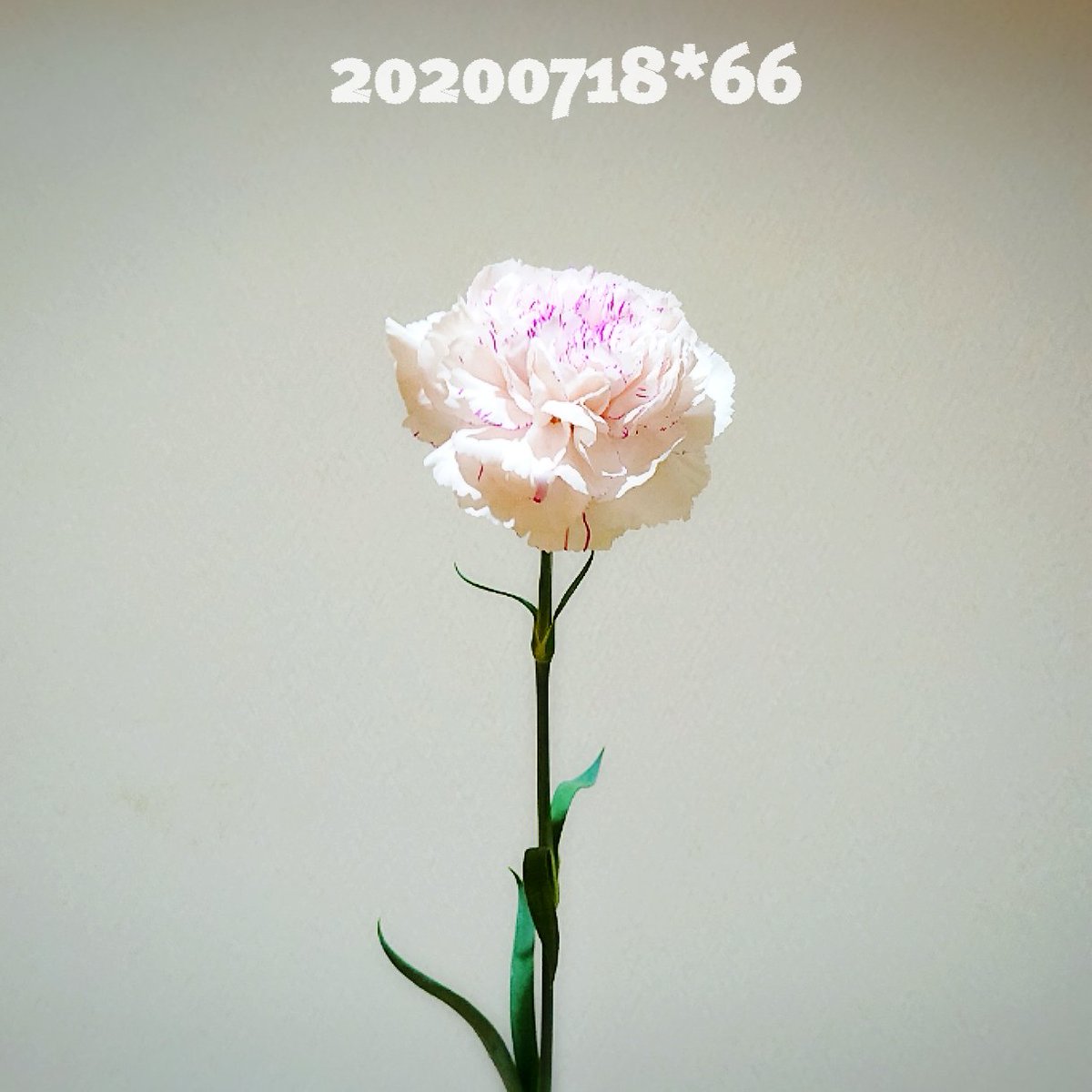 麝香撫子 Twitter Search Twitter