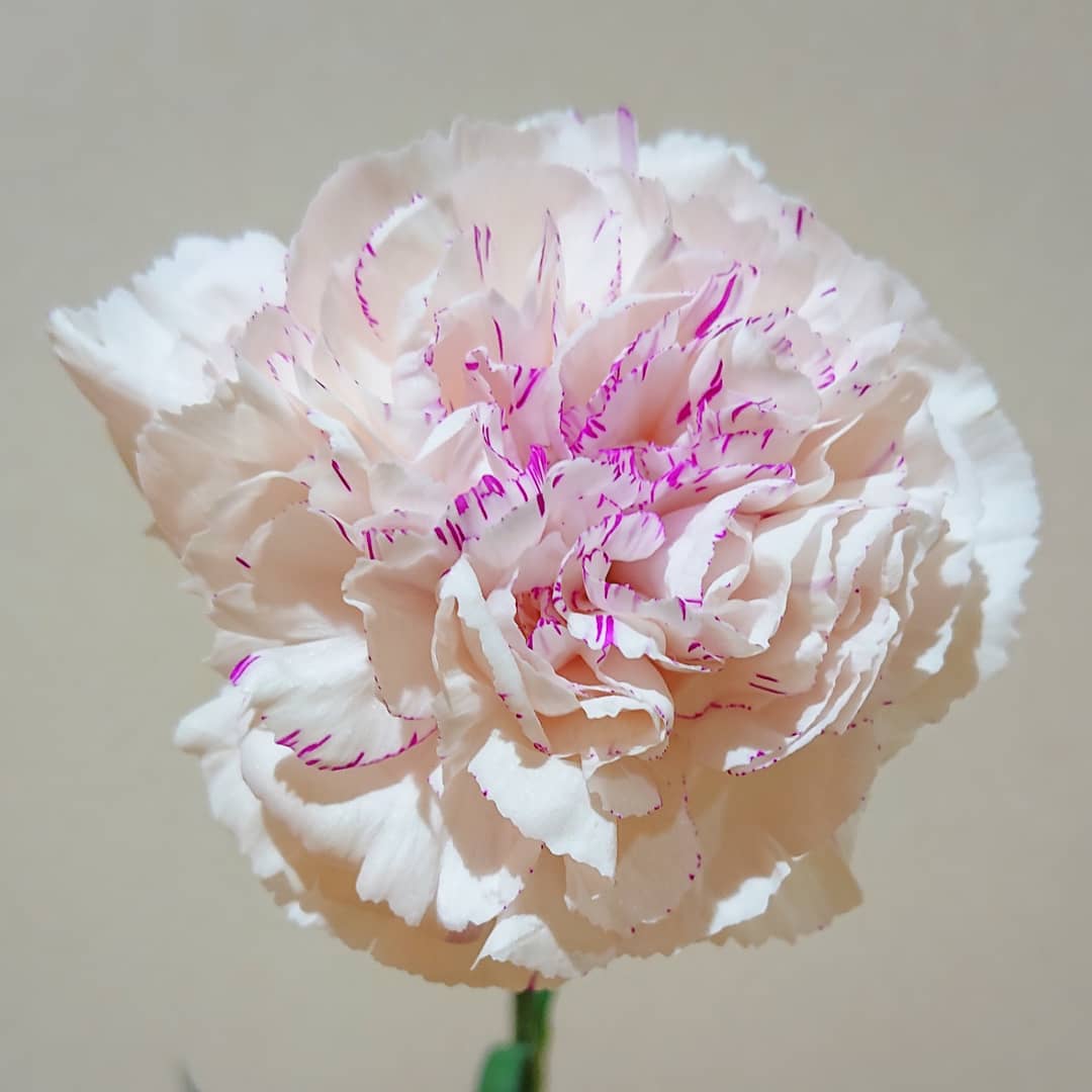 麝香撫子 Twitter Search Twitter