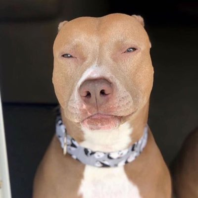 knight and aston tweet media