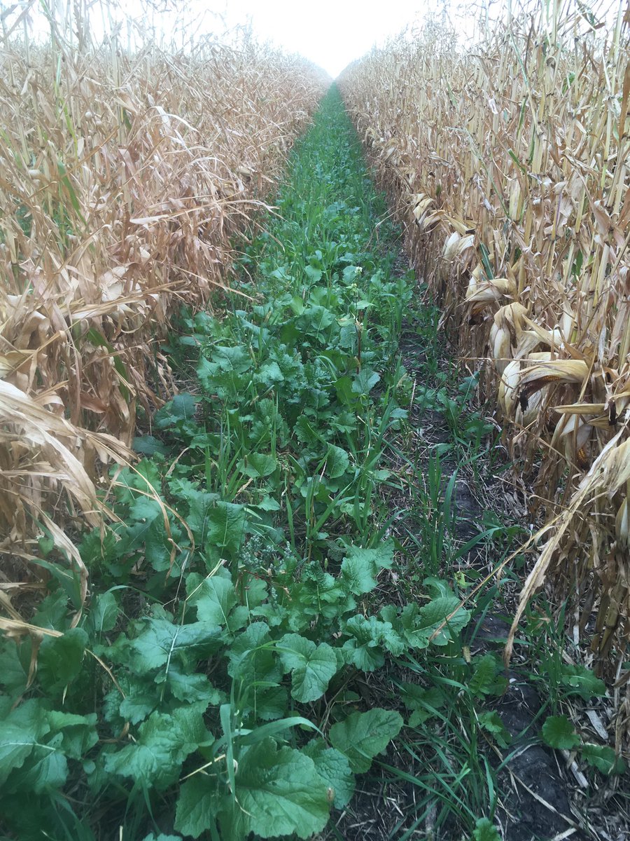 WideRowCoop's tweet photo. @agronomizeNDSU Yes, it will be interesting! Looks like you have the TR up and running? Our moisture at Oakes by hand shelling is mid 20s so won’t be long. Picture is of our CCSP grazing project 60s. After flooding and hail it still looks respectable. https://t.co/GrA0Ba0duF
