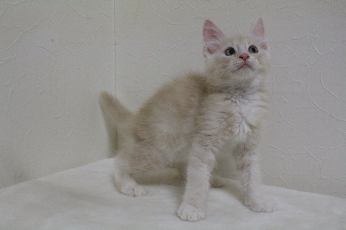Ruimarimo على تويتر 可愛い仔猫達 Milky Way 可愛い仔猫 メインクーン仔猫 メインクーンブリーダー 猫好き 猫のいる生活 Ruimarimo على تويتر 可愛い仔猫達 Milky Way 可愛い仔猫 メインクーン仔猫 メインクーンブリーダー 猫好き 猫のいる生活
