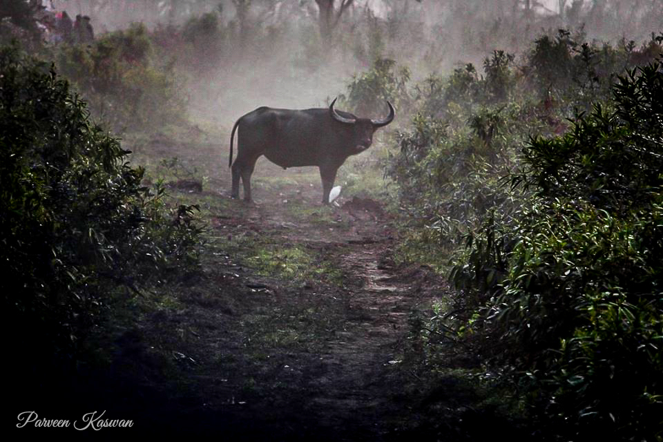 A land so diverse. So vast. And full of surprises. A wild water buffalo in Kaziranga.