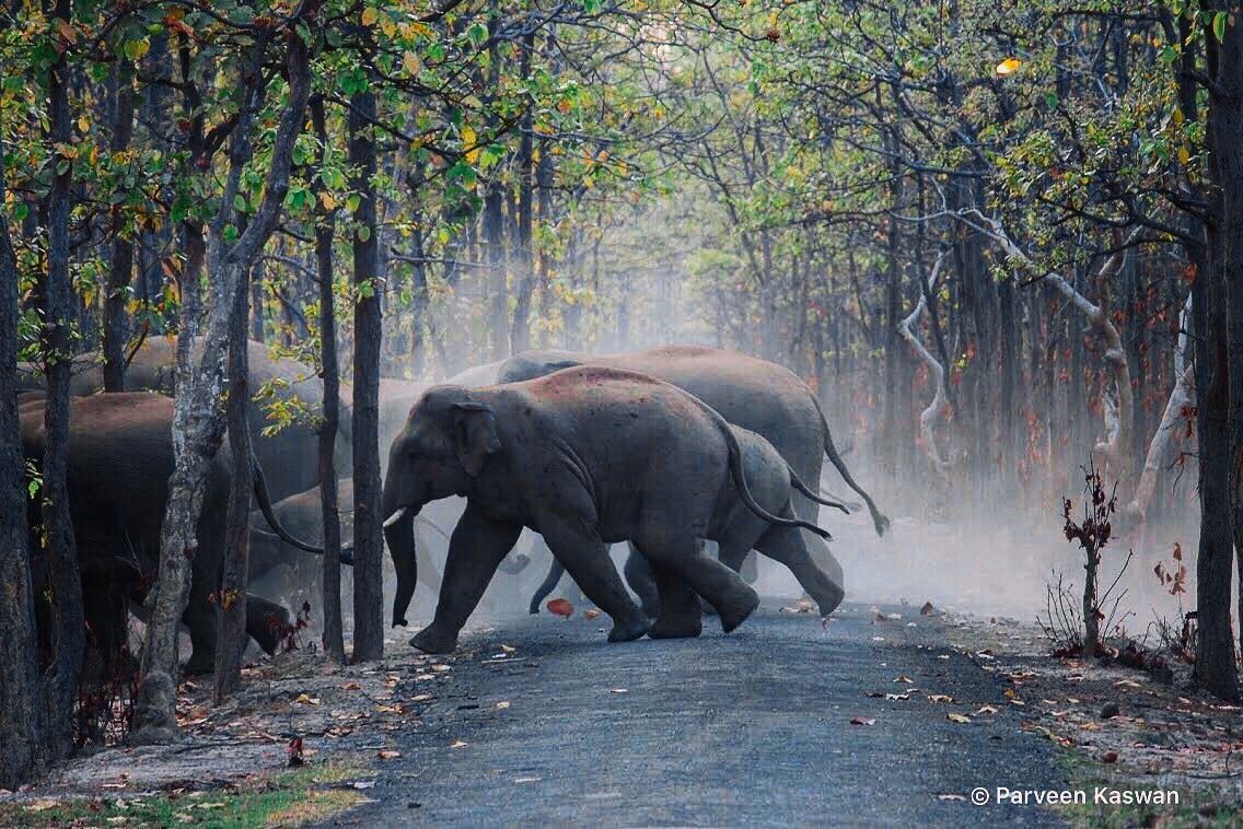 All colors. In all sizes. An elephant family crossing road.