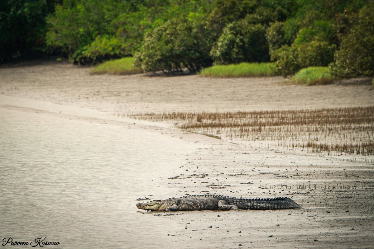 All kind of habitats. From mountains to Mangroves. A family of cheetal having a joinig munching session at Sunderban. Just at some distance a hypercarnivores apex predator is having sun bath.