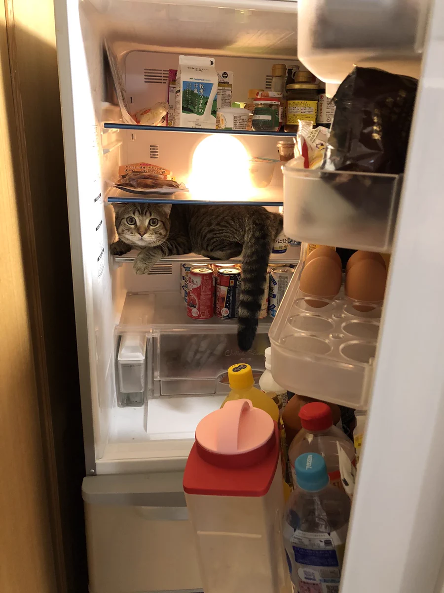 なんでそこにいるの！冷蔵庫の中見たらお酒と卵と猫しかいない…猫の卵とじ丼にでもするか…ってネコ！！？？