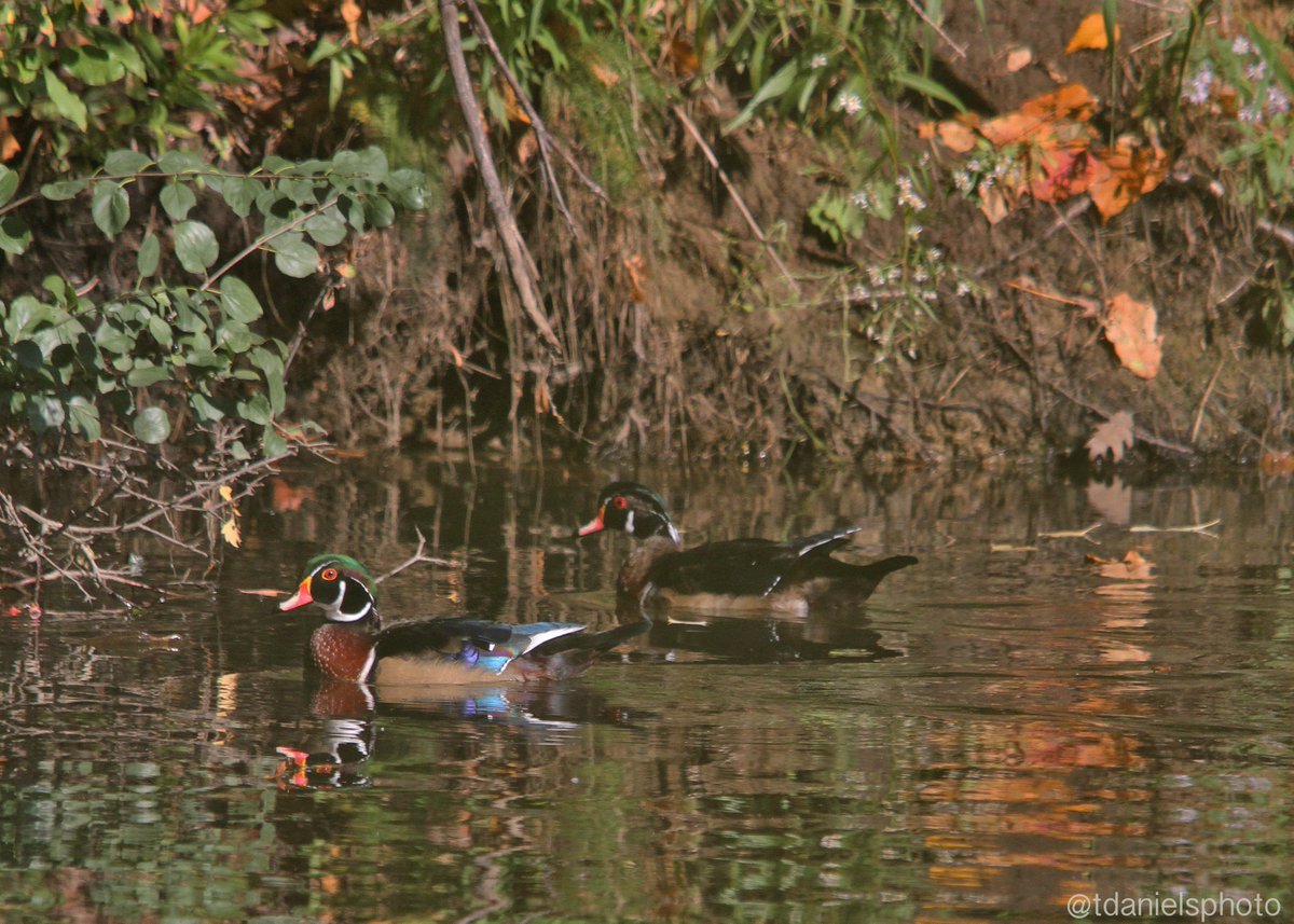 tdanielsphoto's tweet photo. #TGIF #wetlands are showing many signs of #migration2020 check them out. @ducanada @WildlifeHCanada @ofah @BeasleyBros @TDotGinger @scottydog57 @SlK0907 @tinaghenry @scottmeyer8 @jchotz @DianavB15 @KatanaHugo @SuzieQuackers @Cummer23 Support clubs and groups in your area Be Safe https://t.co/1Ppt75Izt2