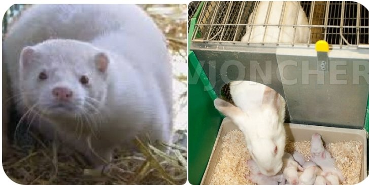 MickaelPERENNEZ's tweet photo. quand vous parlez d'interdire l'#élevage de #vison, animal qui n'est plus #sauvage, quelle différence avec les élevages de #lapin ?
@FNSEA @terrenacoop #CPLB #ProducteurLapins @Frieh_PierrePh
@b_abba #libertéruralité https://t.co/8y6qf73nhJ