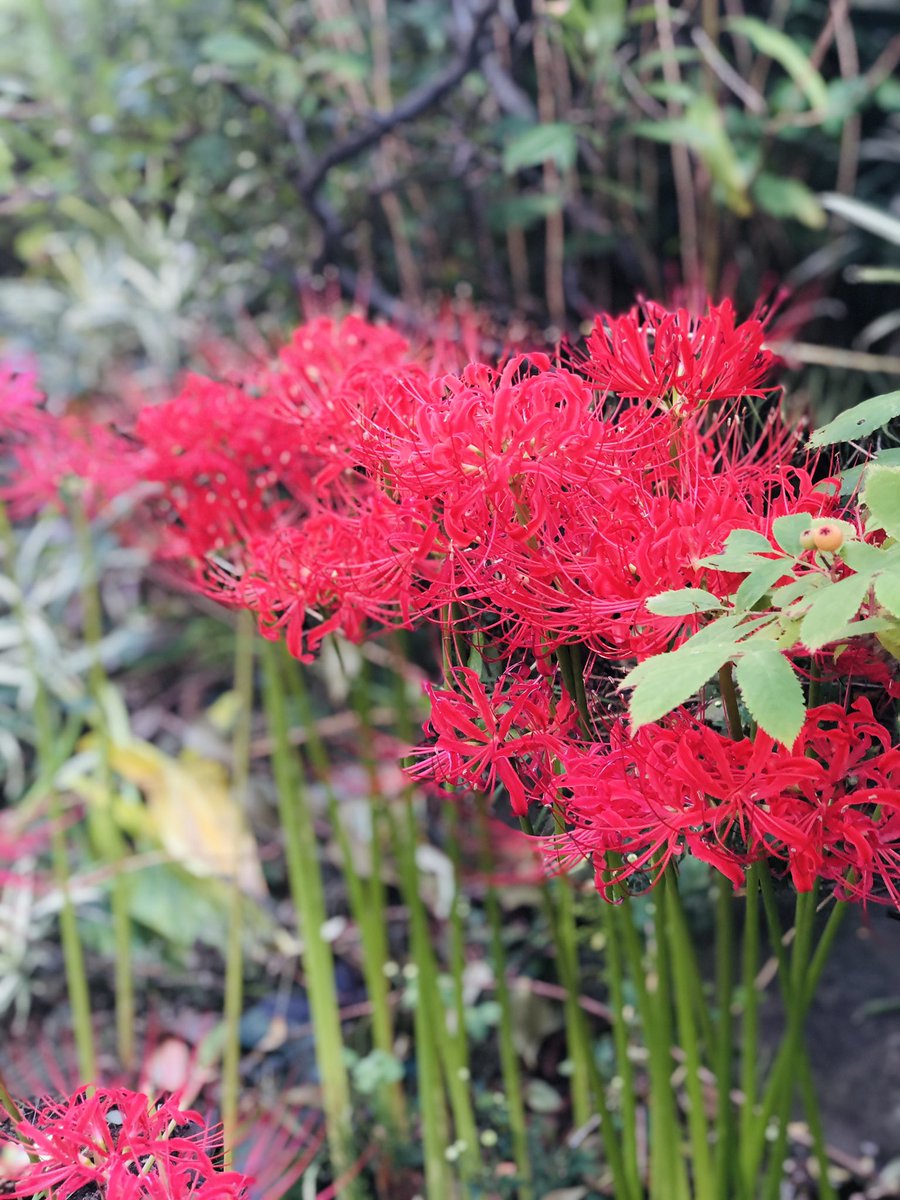 るみるみ 四季の草花 彼岸花 ヒガンバナ科 ヒガンバナ属 別名 曼珠沙華 花が咲いてから葉が伸びるが特徴なので彼岸花は葉がない印象がありますね 四季の草花 彼岸花 花に癒されて