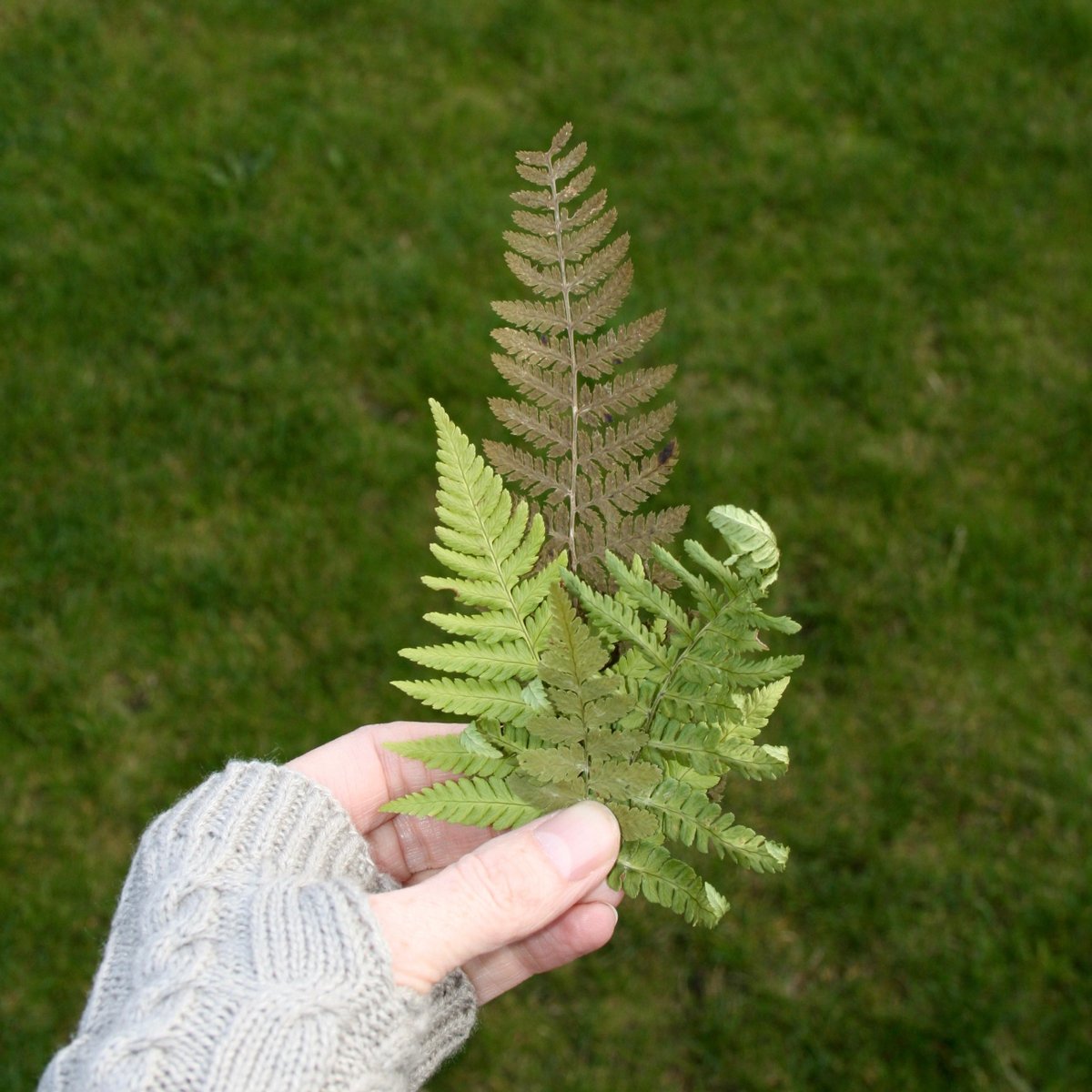 There are so many pretty fern shapes and colours just now, I picked these ones to use in some jewellery photos.  

#ferns #gardengathered #autumnleaves #connectwithnature