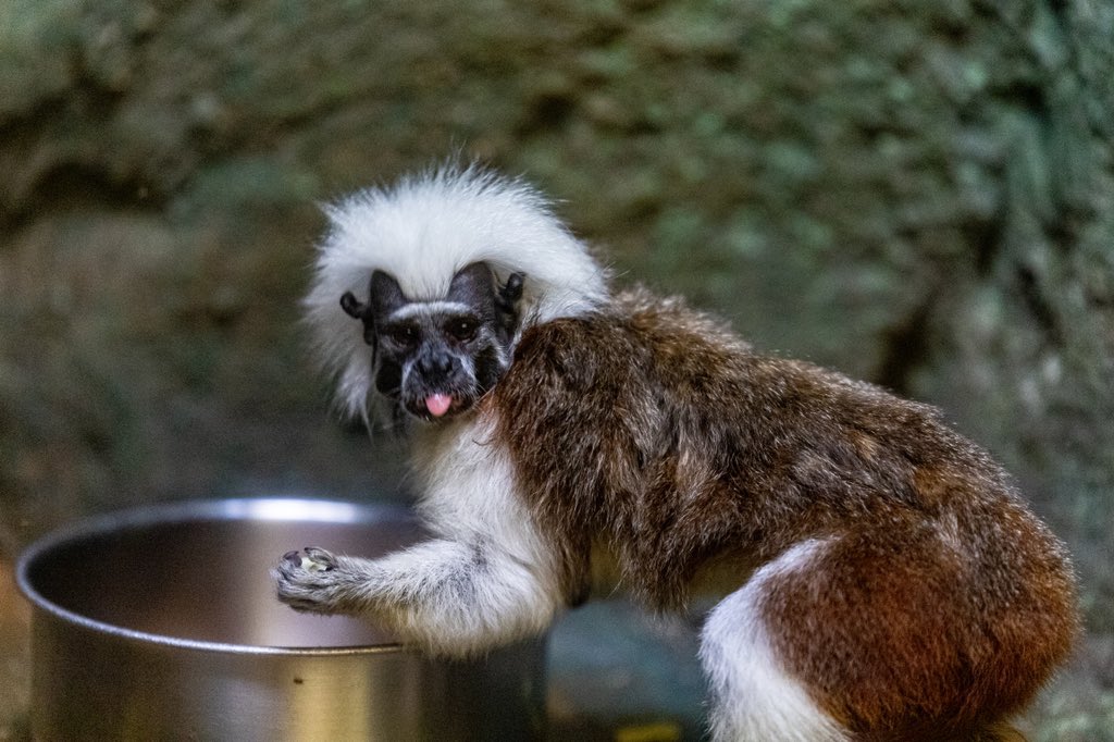 JnlPueJdj3VVnNn's tweet photo. #東山動植物園 #名古屋 #動物園

#ファインダー越しの私の世界
#キリトリセカイ
#写真好きな人と繋がりたい
#写真撮ってる人と繫がりたい
#写真で伝えたい私の世界
#canon_photos #canonphotography
#canon #6Dmk2 #6DmkII #6d2 #6dII https://t.co/ns2EhHdbdy