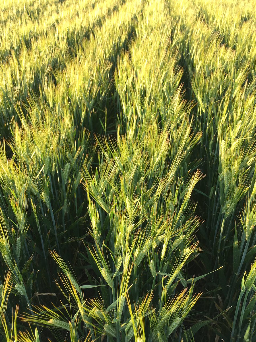 900 kg Urea Hyper N Spartacus (1040 tillers) still has his sandals on. Although they were a bit sweaty after 30 Deg this arvo. He’s still in the race but without a good rain this week he’s for the lions.