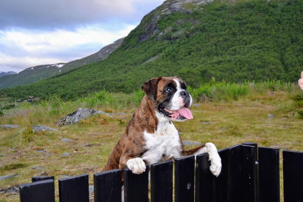 MichaelBorgBraz's tweet photo. ๐ธ๐ช "Tjena granne, allt vรคl? Vad gรถr du"? ๐๐
๐ฌ๐ง "Hi neighbor, are you alright? What are you doing"? ๐๐
#boxer
#boxers
#boxerdog
#boxerdogs
#boxerlover
#boxerlovers
#boxerfanclub
#boxerbond
#boxerbonds https://t.co/vfWvpFFK4F