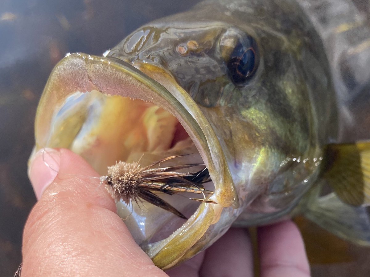 TheSPMess's tweet image. Muddler streamer getting it done on #ThePredator from #Streamside! #FlyFishing #BassFishing #NovaScotia #Fish #LahaveRiver #Muddler #SmallMouthBass #LakeLife