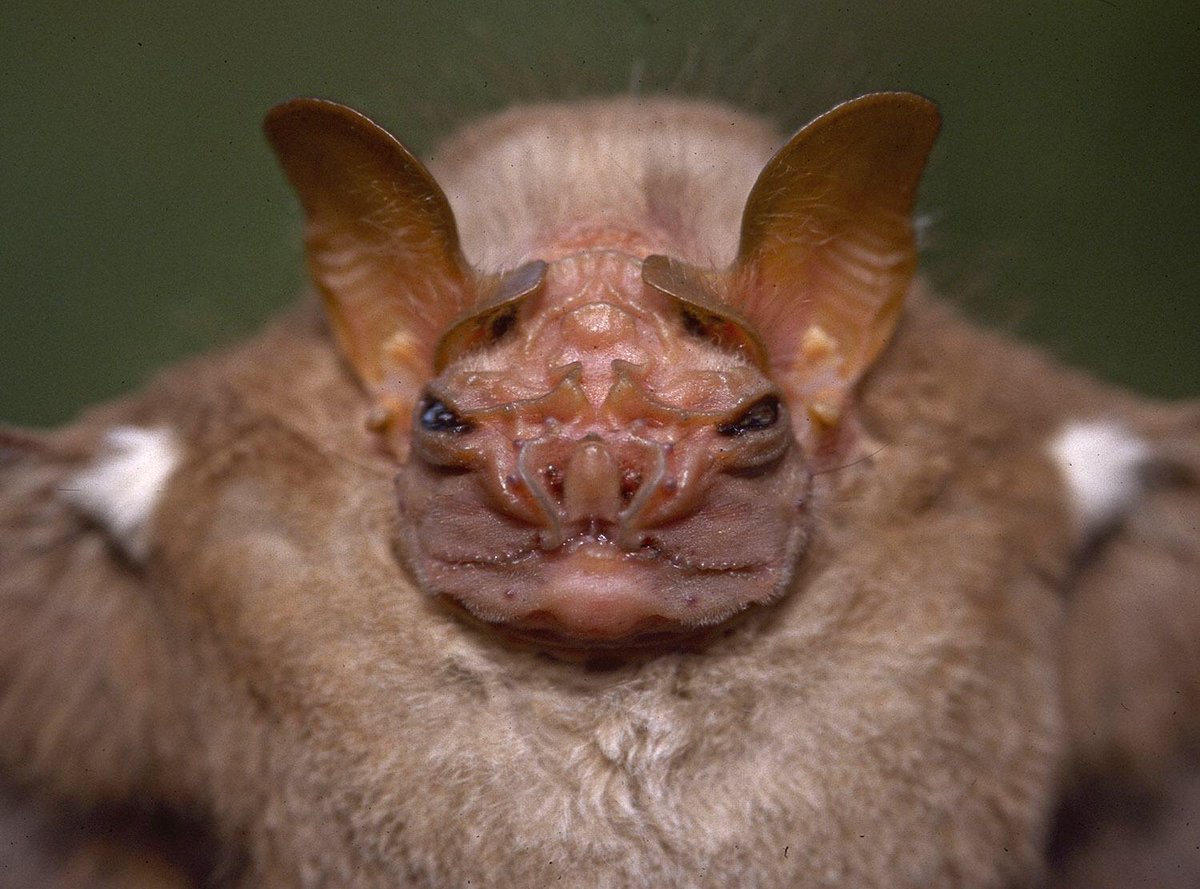 I'm gonna do a Bat A Day for Bat Appreciation month.First up is the wrinkled-faced bat, who are fruit eaters whose chonky face has an unusually strong bite force, that helps them eat seeds and other stuff that would otherwise be inedible. They are beautiful.