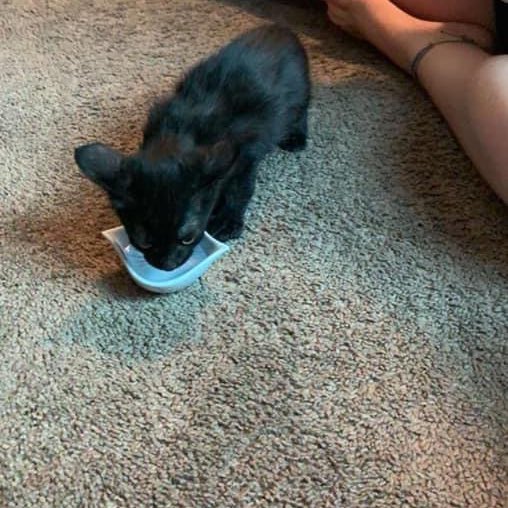 JtotheLORDS's tweet photo. #HBD baby kitty! Meet Mr. CHARLIE @AdopetsUS ๐๐ป #AdopetsUS @KCAnimalService #AdoptDontShop https://t.co/inkkDklc5D
