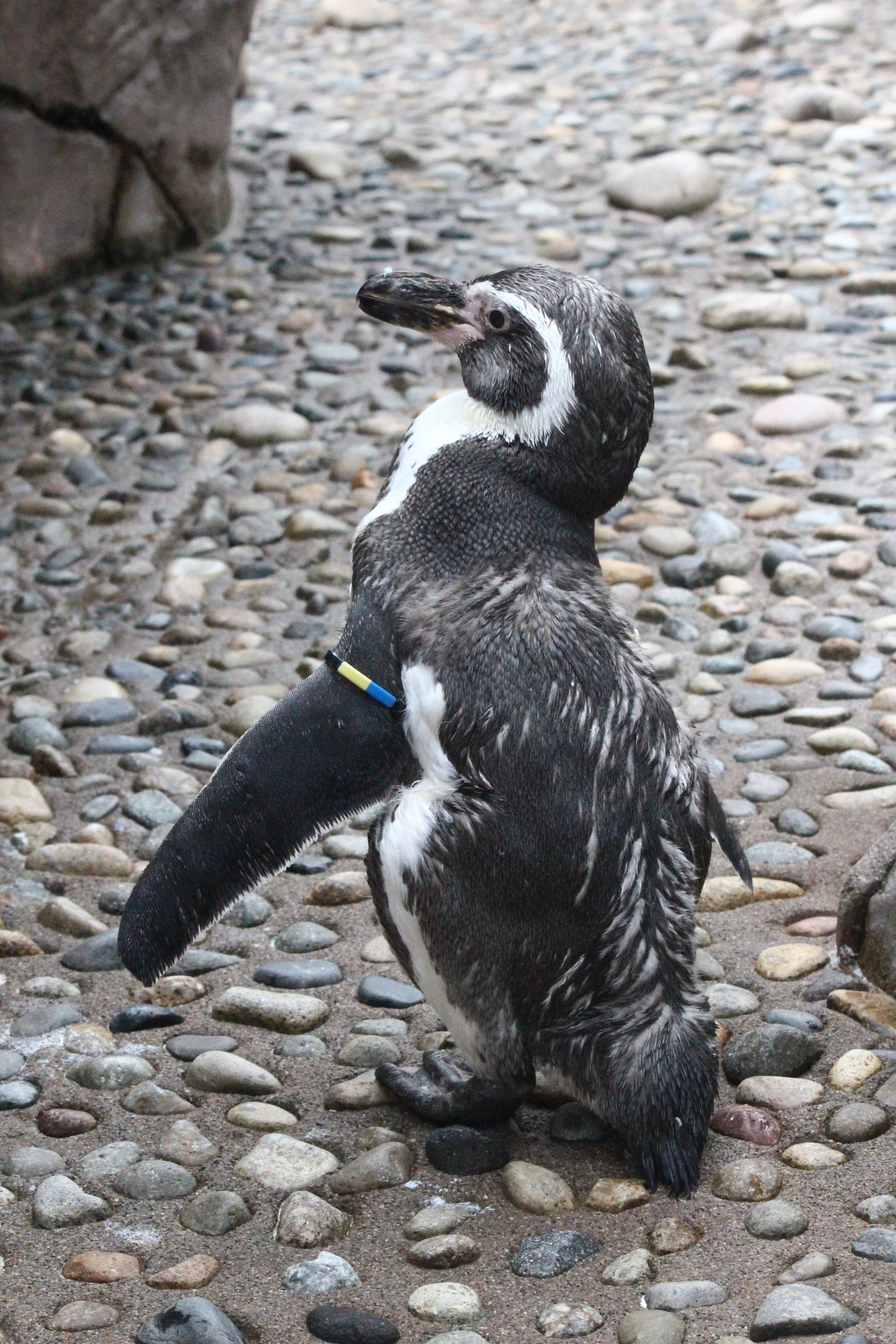新潟市水族館マリンピア日本海pr 公式 当館で最高齢33歳のフンボルトペンギン です 足が悪く 巣までの移動に時間がかかり よくお客様から あのペンギン大丈夫ですか とご心配いただきのですが本日も食欲があり 元気よくプールを泳いでいました