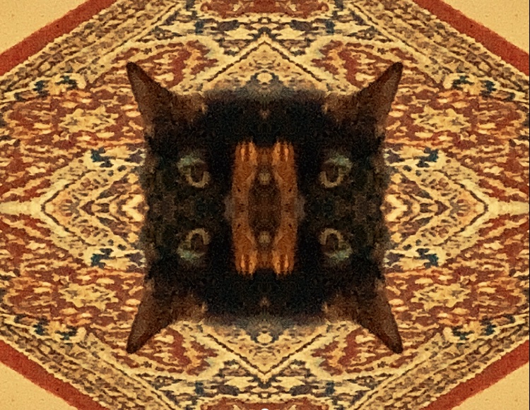 snowgnome's tweet photo. #catopia https://t.co/ALDRmgaIY7