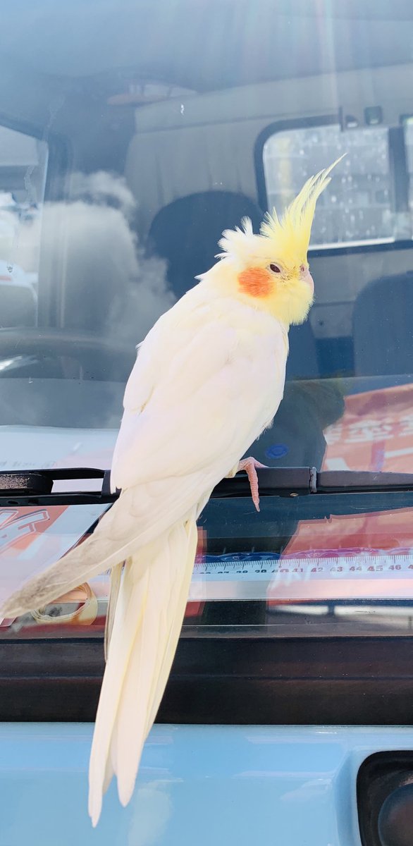 xktQBVHQCVUKqk7's tweet photo. 職場にインコが迷い込んできた。
そっと近寄ってみたら肩に乗って目を閉じるから、思わず連れて帰りたくなっちゃった……(；A；) https://t.co/weRLGW9xAI