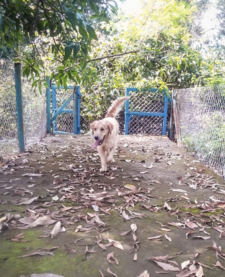 PhoebesFarm's tweet photo. the boarders are already having fun at the farm.. hope you humans are ready with your pooches to experience our Human Friendly Pet Resort π
#simba #bella #goldenretriever #goldenretrievers #boarders #dogboarding #petboarding #boardingdogs #homeawayfromhome #phoebesfarm #petfarm https://t.co/EiWBiMmtkH