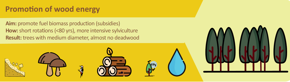 No management scenario maximized the provision of all  #ecosystemservices. For example, managing for  #WoodEnergy production (promoting  #bioeconomy targets) compromises the carbon stored in the forest, the amount of habitat for  #biodiversity & the capacity to mitigate soil erosion.