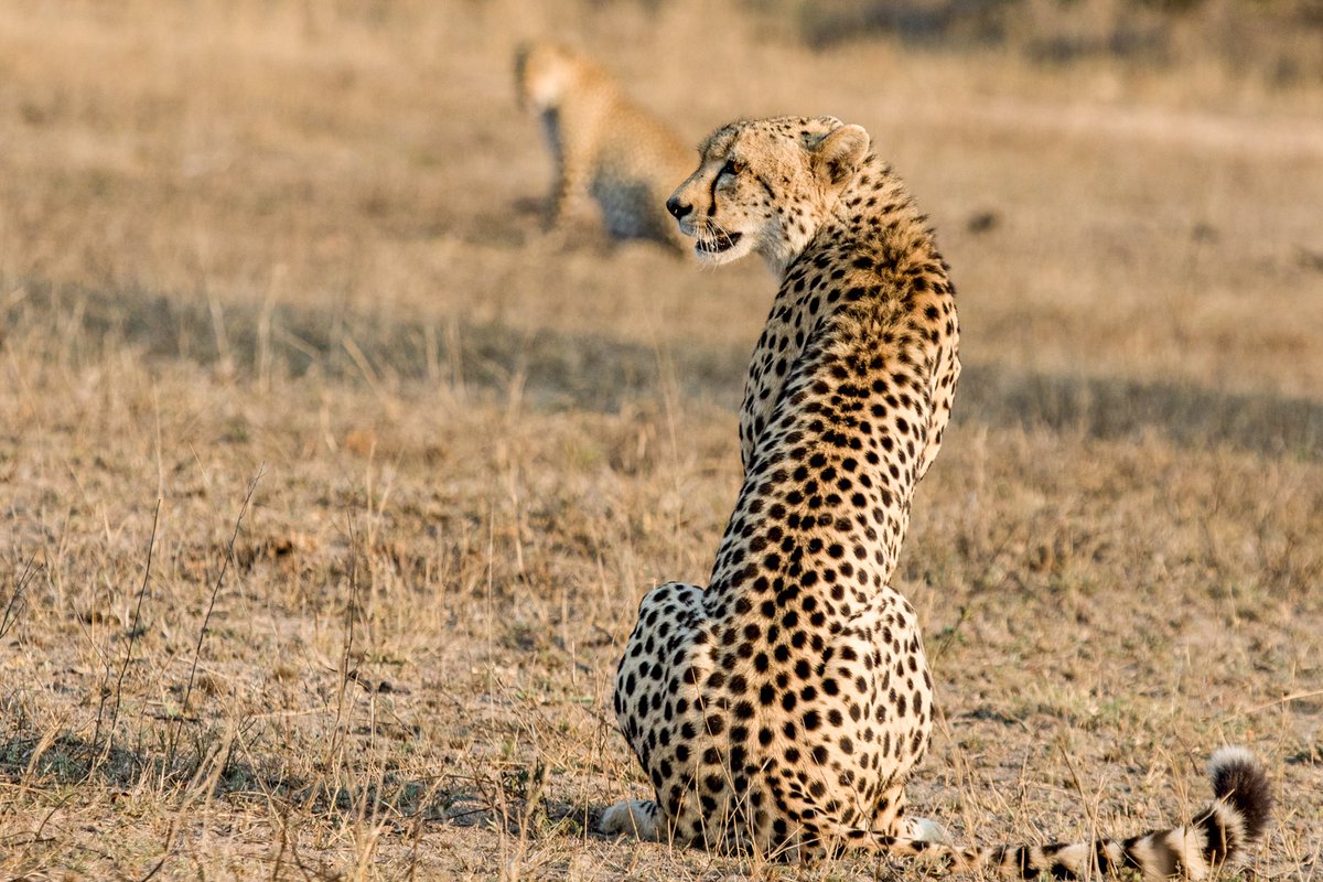 Spots vs Rosettes.
~
The Island female encounters a cheetah near the area where she is denning her 2 cubs.
. . . 
#malamalagamereserve #itsallaboutthewildlife 
#MeetSouthAfricaNow #MoreThanJustAJourney #southafricaistravelready #postcovidtravel #weareopen