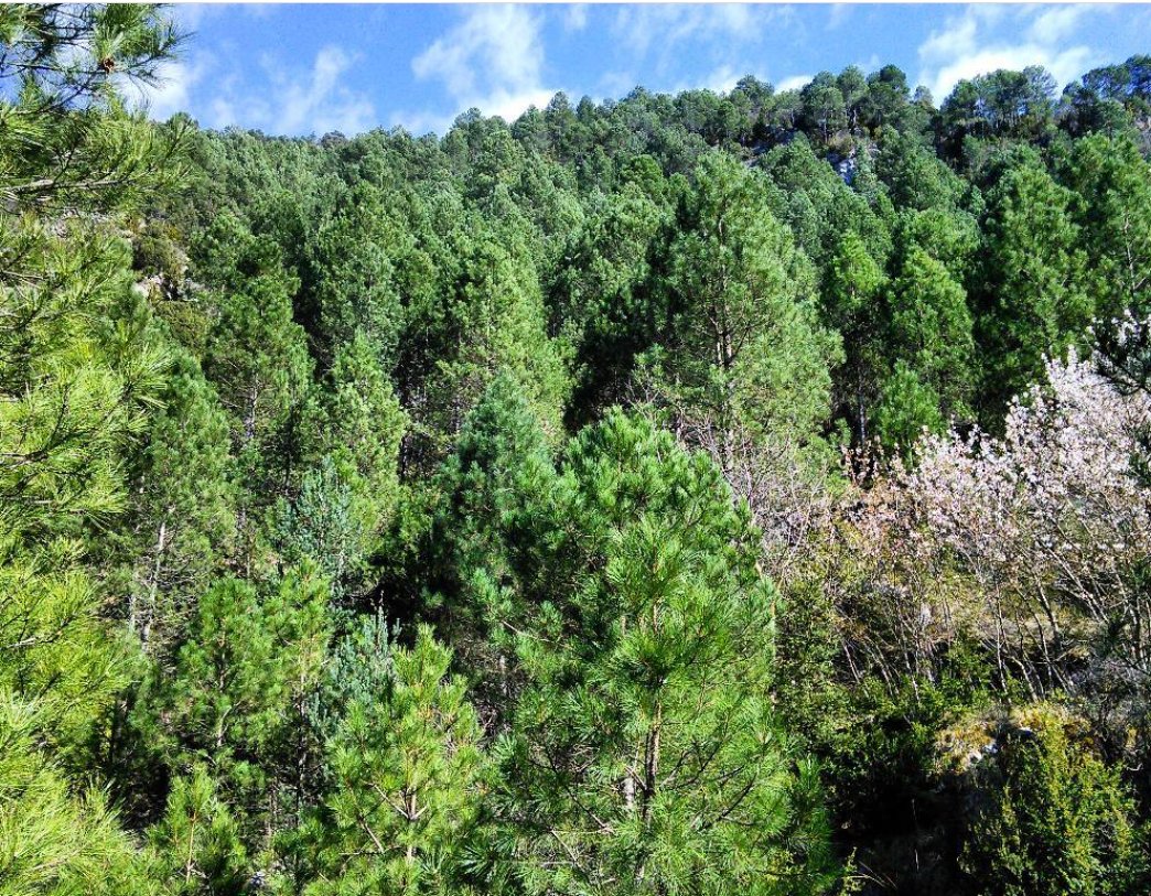 A brief summary of the study and its results in Spanish is published in the blog of the  @ctforestal:  http://blog.ctfc.cat/es/la-gestion-forestal-tendra-mas-peso-que-el-clima-en-el-rendimiento-de-los-bosques/