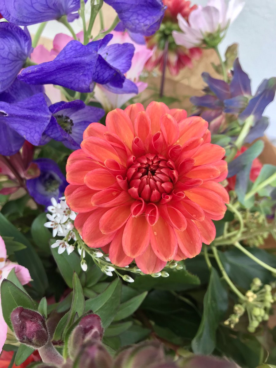 ‘Birthday Blooms’ from the V+W patch.
#dahlias #pembrokeshireflorist 
#weddinginspo #weddingflowers 
#britishflowers #gardengathered #fieldtovase #flowersfromthefarm
#flowerfarmer #beautifulflowers 
#inspiredbypetals #saundersfoot