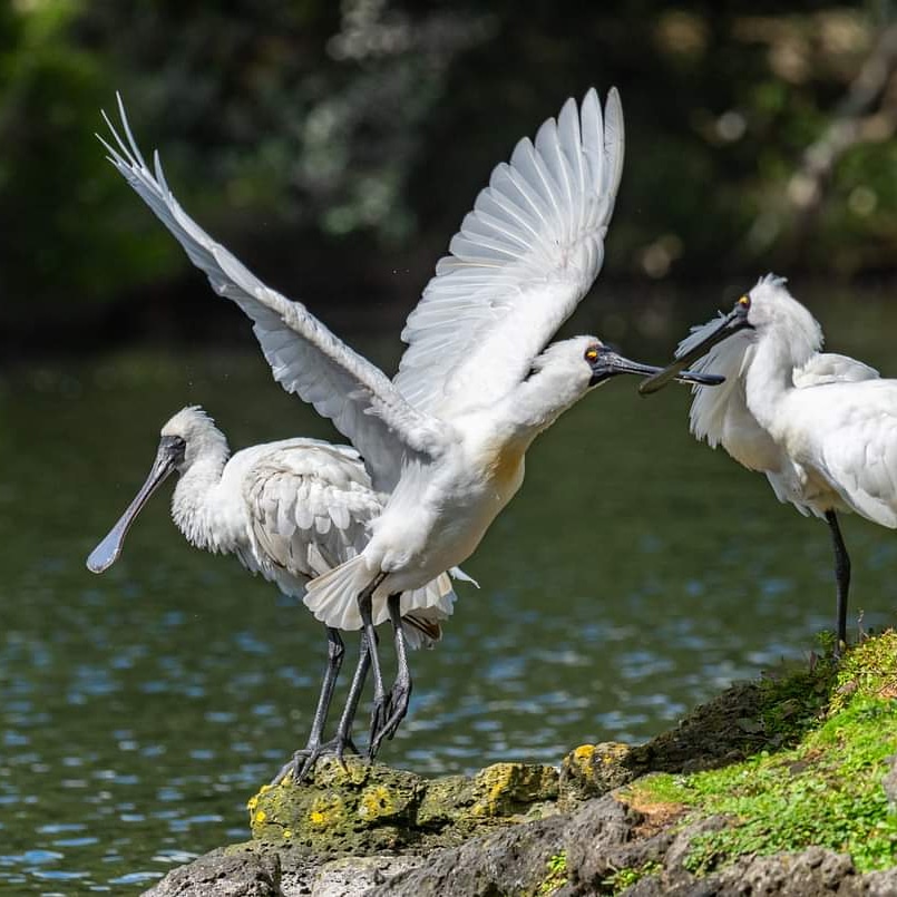 Kõtuku ngutupapa - Royal Spoonbill my choice for BOTY2020.
The first Royal Spoonbill recorded by a colonial observer was in Castlepoint after members of the local iwi bought it to his attention when they referred to it as a Kõtuku ngutupapa. 
@SpoonTimeBabey