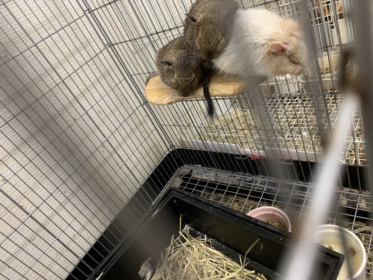 モモンガももちゃん On Twitter かわいい 1人落ちそう 笑 ネズミ団子は駆除剤だから ちょっと表現かえたいですね ねずみまんじゅう