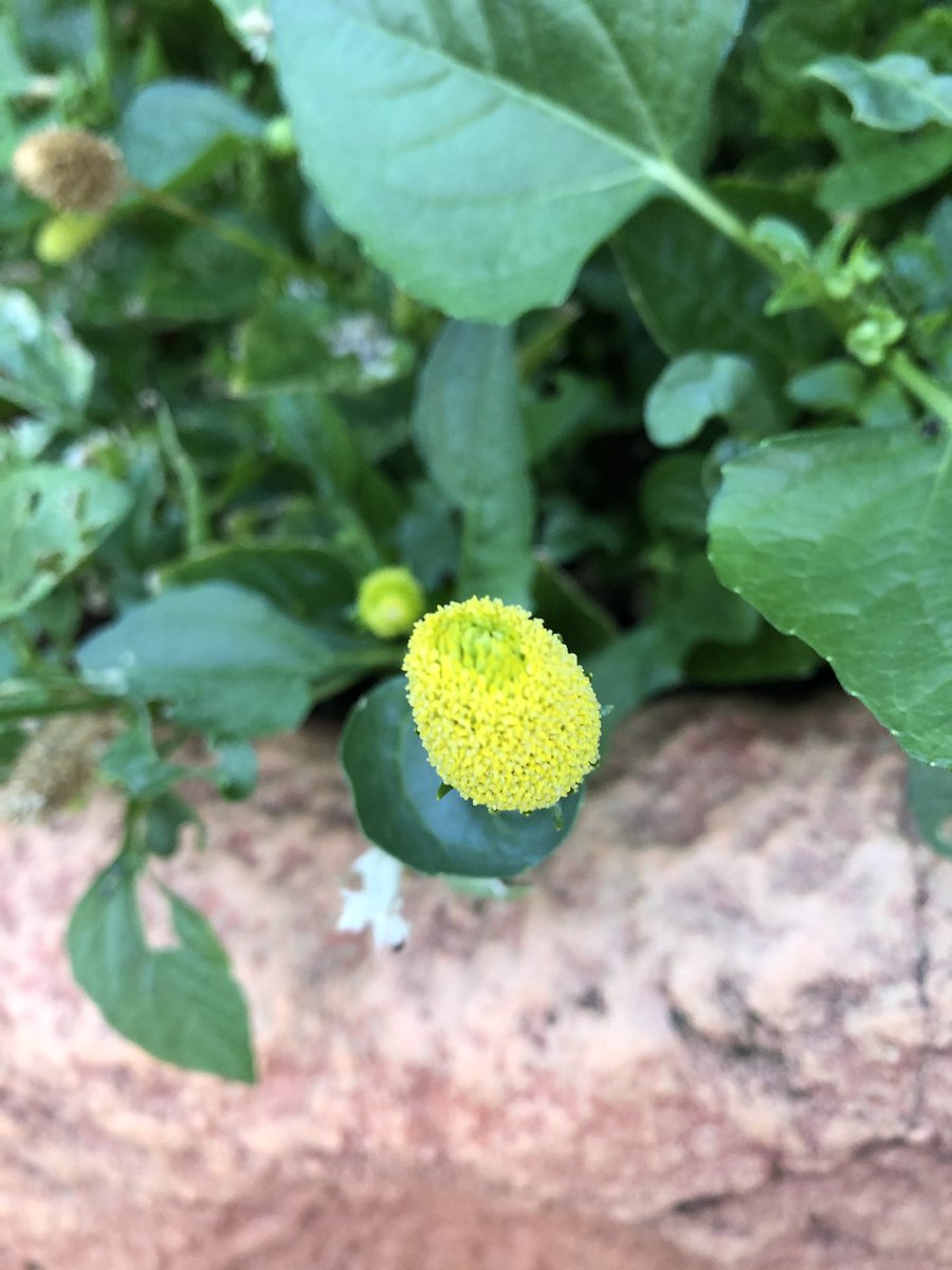 草の名は Kusa1000 Twitter