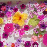 蜷川実花展に行ってきた男性(72)が作った庭のお花が凄い!感化されたのでしょうか…!