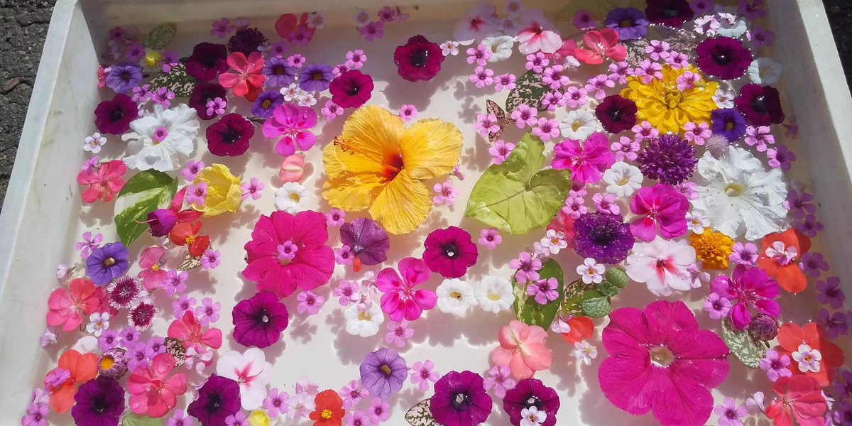 蜷川実花展に行ってきた男性(72)が作った庭のお花が凄い！感化されたのでしょうか…！！