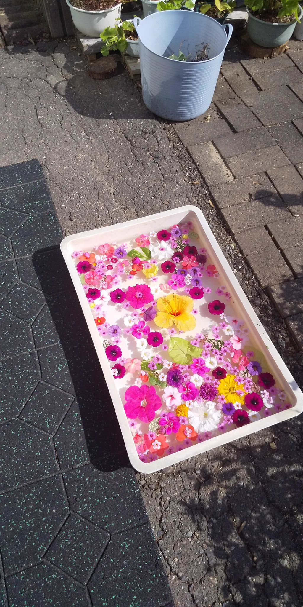 蜷川実花展に行ってきた男性(72)が作った庭のお花が凄い！感化されたのでしょうか…！！