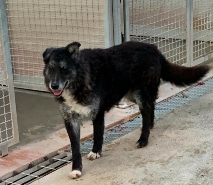 Greg ti aspetta ancora in canile da 11 anni - tesoriaquattrozampe.it/greg-ti-aspett…