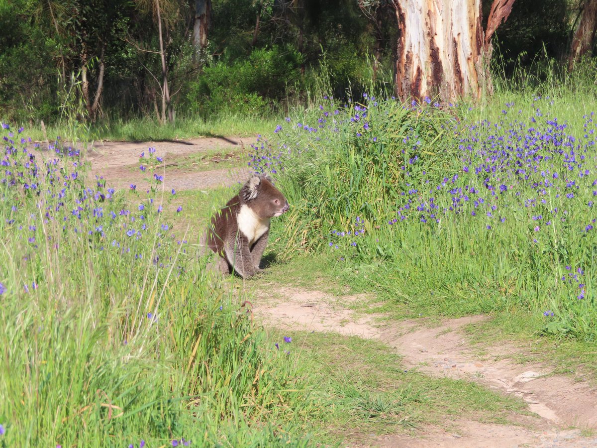 💧 Paul 🇦🇺🦘For Ukraine 🇺🇦 tweet media