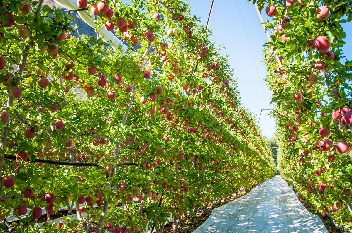 🍉 FRUIT LOGISTICA 🍏 tweet media