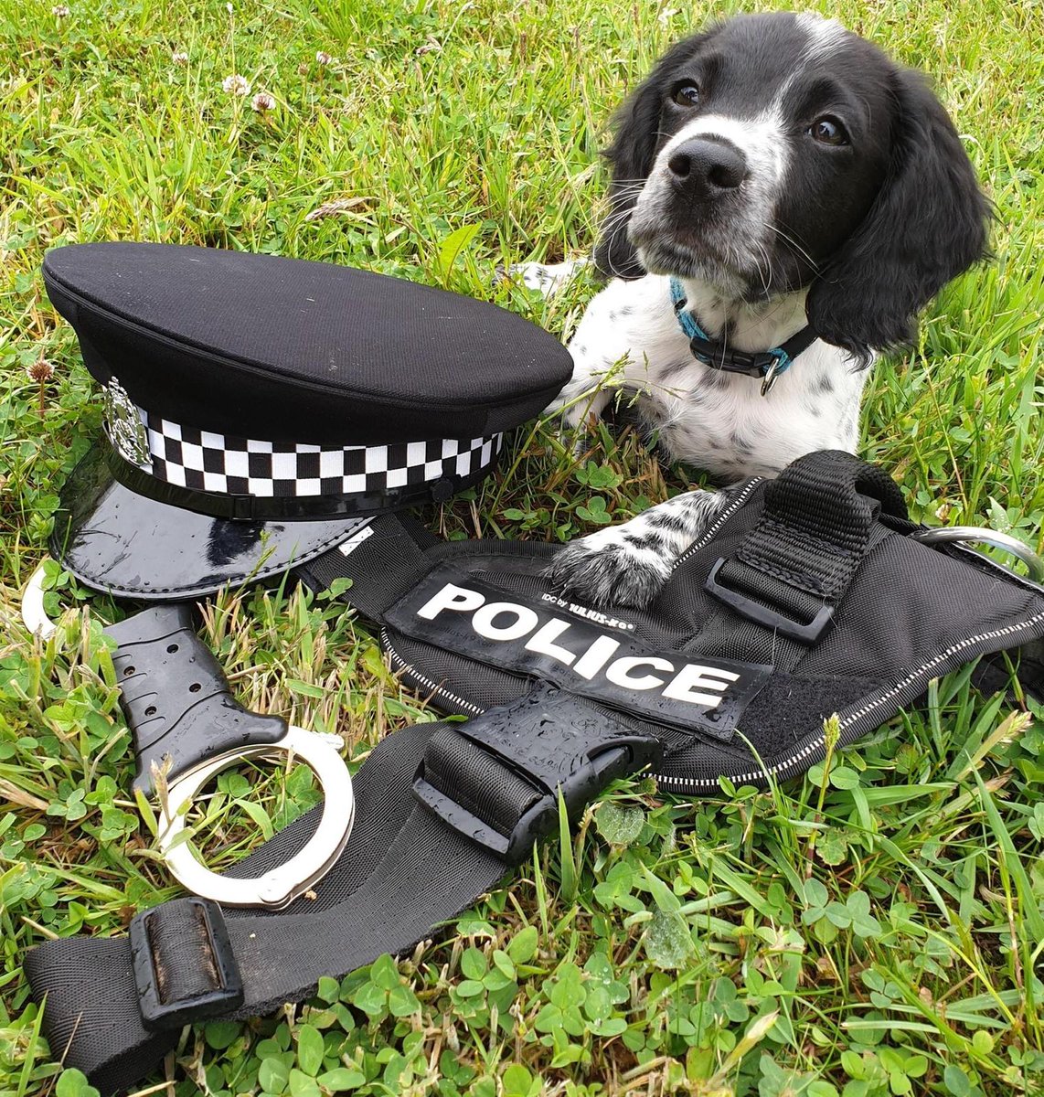 K9Scottish's tweet photo. Big shout out to our RDCU colleagues at Dalmarnock office and the team at Winston & Porter Dog Supplies for their very generous donationsπ.
#TPDBoris says thank you for helping us to be remembered ππΎ
#ScottishPoliceDogMemorial
#ThankYou https://t.co/qIhurCSapS