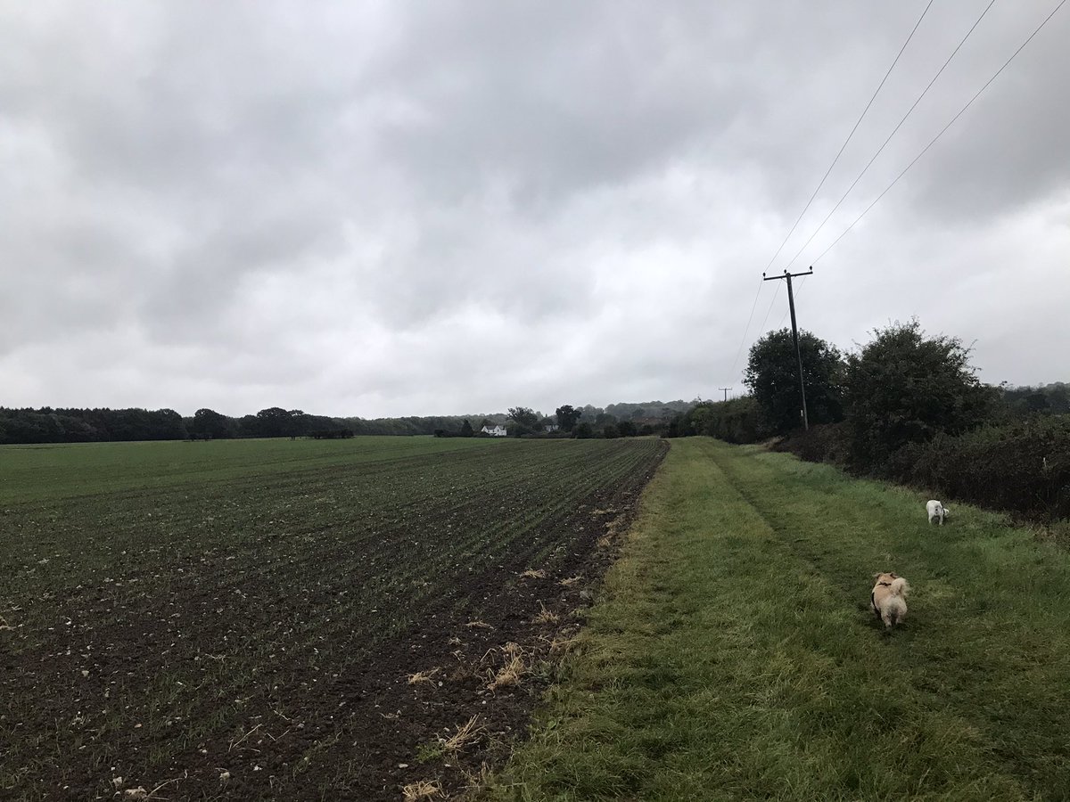 CharlieSQL's tweet image. More of a #sqlbitswalk than a #sqlbitsrun, but got out for a somewhat damp and windy 2.5 mile walk with two of the dogs this morning (the third one refused to come as it was raining 🙄), started a bit later than 06:30 though as it was pitch black!