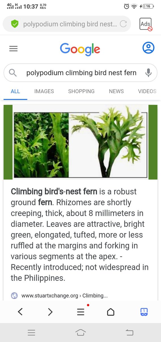 Patalastas .. Baka may mga plantitas at plan titos na nag hahanap nito.. For sale.. #helpingafriend