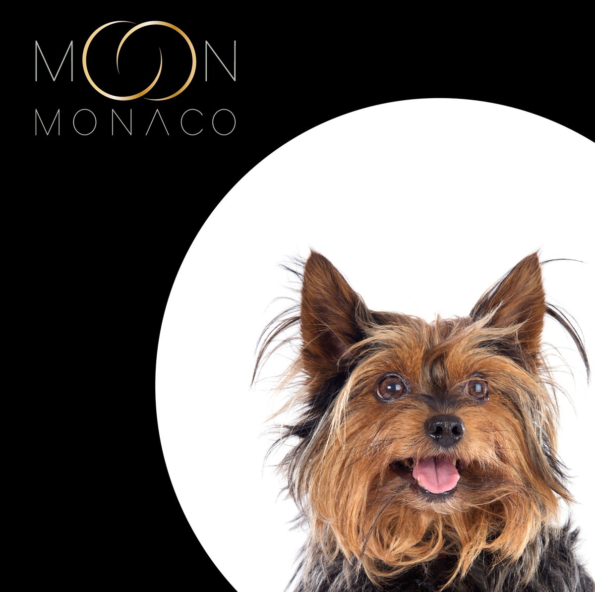 moon_monaco's tweet photo. #FeelGoodInstant #StaySafe

#dogsoftwitter #DogLovers #dogoftheday #doglife #FashionForPets #MoonMonaco #FineJewelleryForPets #Gold #18CaratGold #NewCollection #Celestial #Monaco #Design #Puppy #Dog #Terrier https://t.co/gVx7JBnj7R