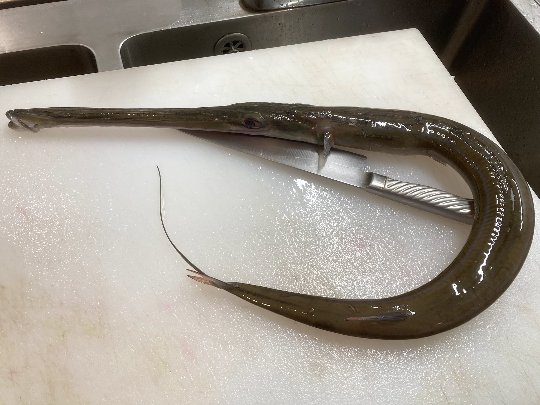 十六夜にゃも Al Twitter 本日のお魚 アオヤガラ 日本で水揚げされるヤガラは２種類 アカヤガラとアオヤガラ 前者は高級魚として割烹なんかで利用されるが 後者は比較すると旨味と脂乗りの点でそもそも食用としての利用は少ない 九州や沖縄なんかではルアーや