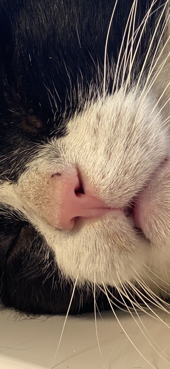 FeralFormerly's tweet image. I HAVE CERTAINLY NOT ACCEPTED THAT SHE IS SUPERIOR TO ME???? SHE’S A DOG!!! #EnoughSaid #IRestMyCase #HowVeryDareShe #DogsOfTwitter #CatsOfTwitter