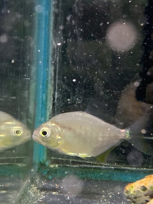 コリドラスのtwitterイラスト検索結果