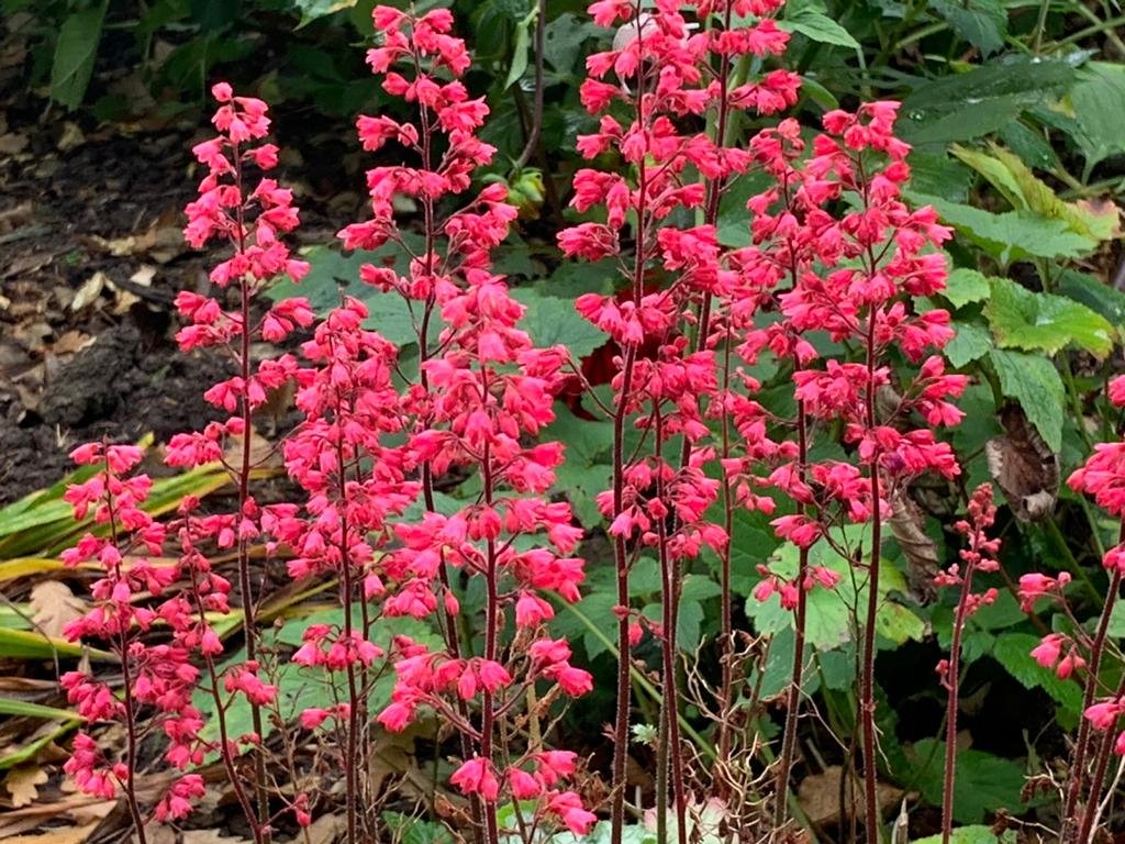 Tall, vibrant pink spears of Heuchera Paris putting on a good show to brighten up a wet and windy Friday @bordehillgarden. #heuchera #westsussex #FridayFeeling #sussexgardens #perennials #latesummercolour